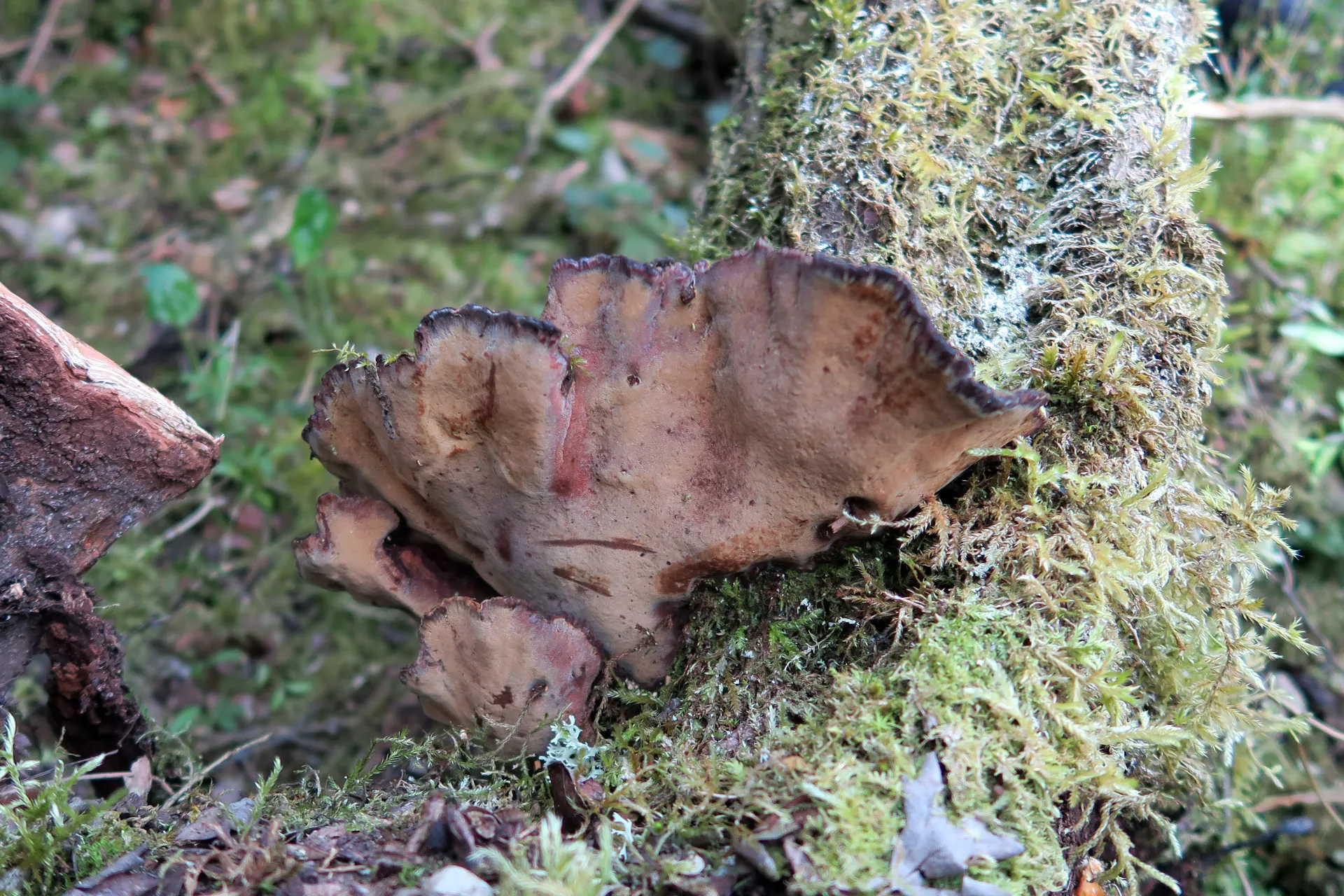Phylloporia ribis - 1